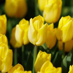 tulipe hative -yokohama